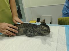 -艾吉宠物医院·疑难杂症转诊中心·猫友好(碧江路院)