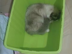 -心仪动物医院·牙专科·肿瘤·心脏科(西客站院)