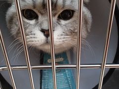 -艾贝尔宠物医院·狂犬免疫点(江山金象城店)