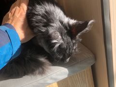 -瑞派·关忠动物医院·猫专科·犬专科(三环新城店)