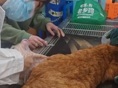 -宠福鑫动物医院(望京分院)