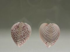 -青岛贝壳博物馆