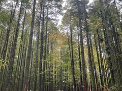 -山王坪喀斯特国家生态公园