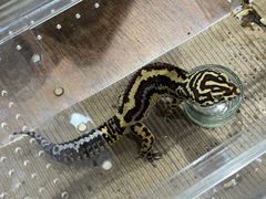 -酷以爬仙阁实体爬宠店·守宫·蜥蜴·专业繁育