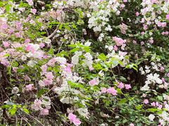 -深圳国际园林花卉博览园