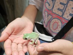 -帕帕拉兹宠物(亚洲旗舰店)