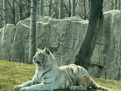 -北京野生动物园