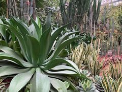 -呀路古热带植物园