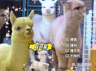 隐藏小店 撸猫撸狗撸羊驼 爱好者看过来咯……