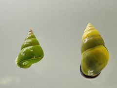 -青岛贝壳博物馆