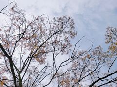 -紫颐香薰山谷景区