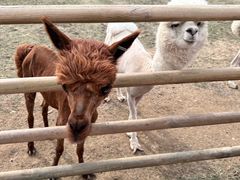 -朝阳公园游乐园