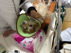 -瑞派天宁宠物医院·猫科·异宠中心
