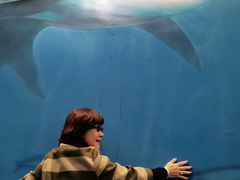 -芜湖新华联大白鲸海洋公园