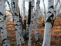 -乌兰布统景区-白桦林