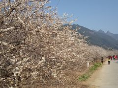 -广州市流溪河国家森林公园