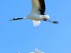 -盐城丹顶鹤湿地生态旅游区