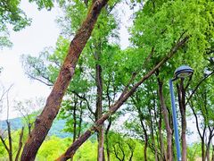 -西湖风景区-江洋畈生态公园