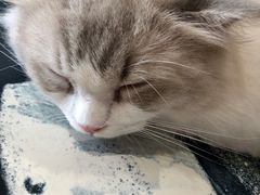 -瞄一喵猫咖(格力海岸店)