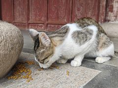 -龙华寺
