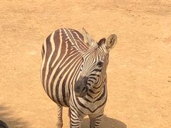 -杭州野生动物世界