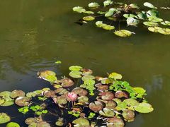 -上海滨江森林公园