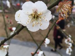 -香雪海