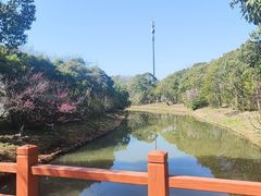 -上海海湾国家森林公园