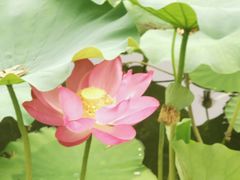-石家庄市植物园