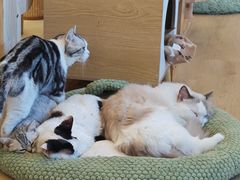 -有喵·猫咖·狗咖·30几只猫10只小狗(岗厦店)