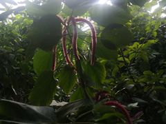 -呀路古热带植物园