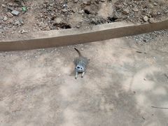 -石家庄市动物园