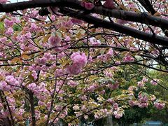 -高东镇樱花园