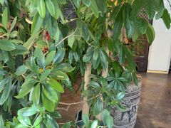 -慢丽江·云南野生菌土鸡锅(付家庄店)