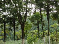 -重庆中央公园(渝北区)