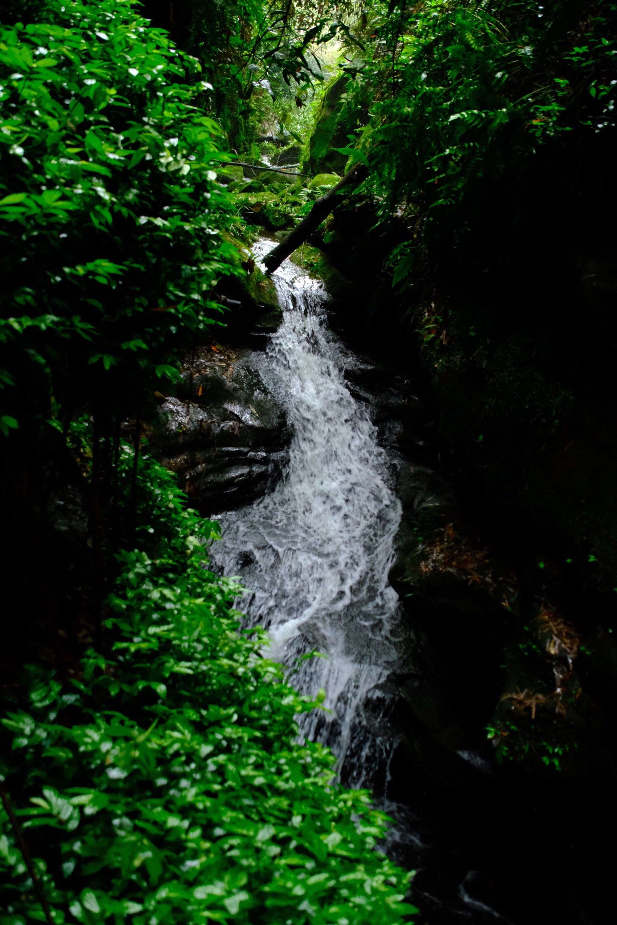 乐山桫椤峡谷|五一好去处