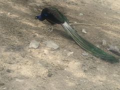 -新疆天山野生动物园