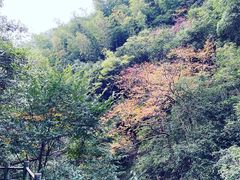 林中一角-周洛大峡谷