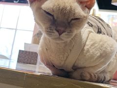 -藏猫猫咖啡主题馆(中央大道店)