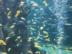 -合肥海洋世界