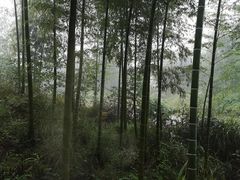-蔡伦竹海