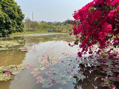 -中国科学院西双版纳热带植物园
