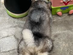 -小狗上班·狗咖·猫咖·小奶狗·摄影(南山店)