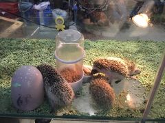 -苏州艺都古玩花鸟市场