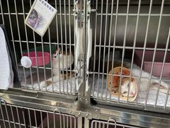 -申普宠物医院·眼科·心内科·影像科(普陀分院)