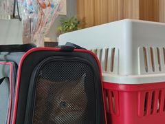 -御宝贝·A梦猫科宠物医院(国际猫友好医院)