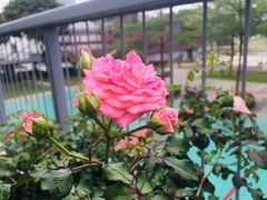 -香蜜公园