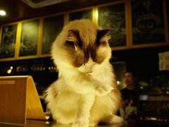 -咖法森林·咖啡  酒吧(天河店)