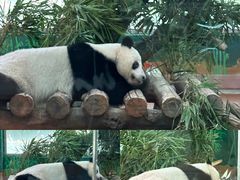 -广州动物园