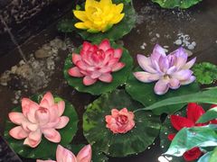 -泰丰荷花主题餐厅